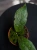 Hoya clemensiorum Dark Leaf ⌀10,5cm
