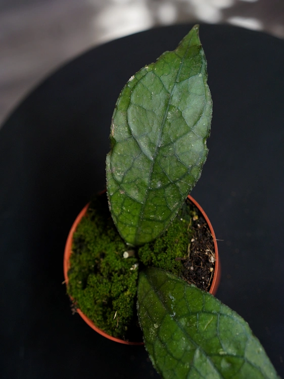 Hoya clemensiorum Dark Leaf ⌀10,5cm