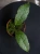 Hoya clemensiorum Dark Leaf ⌀10,5cm