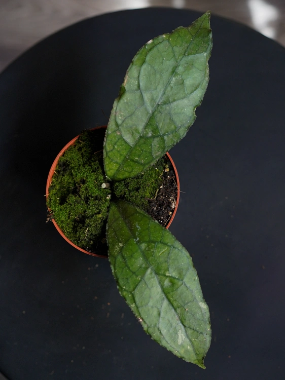 Hoya clemensiorum Dark Leaf ⌀10,5cm
