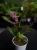 Storczyk Brassia 'Summer Dream' ⌀9cm