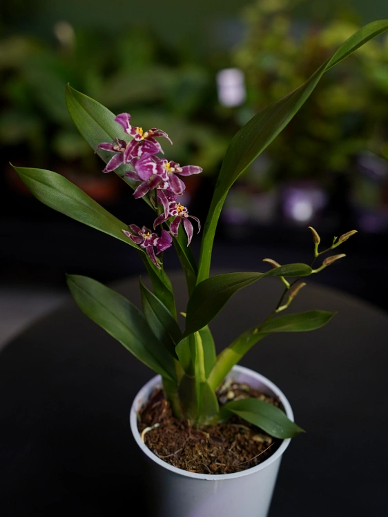 Storczyk Brassia 'Summer Dream' ⌀9cm