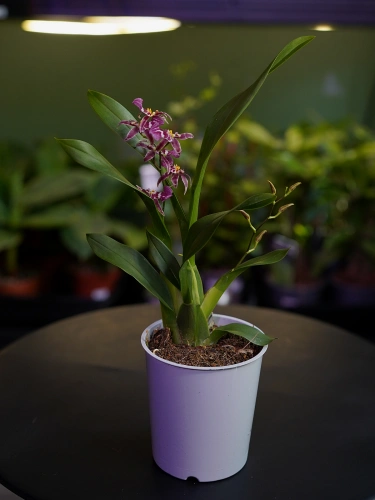 Storczyk Brassia 'Summer Dream' ⌀9cm