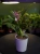 Storczyk Brassia 'Summer Dream' ⌀9cm