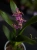 Storczyk Brassia 'Summer Dream' ⌀9cm