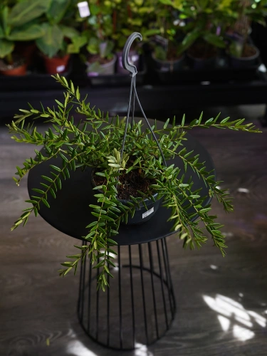 Hoya engleriana ⌀14cm
