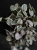 Ceropegia woodii 'Variegata' ⌀8,5cm