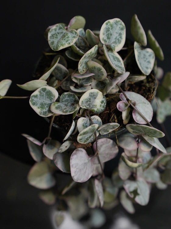 Ceropegia woodii 'Variegata' ⌀8,5cm