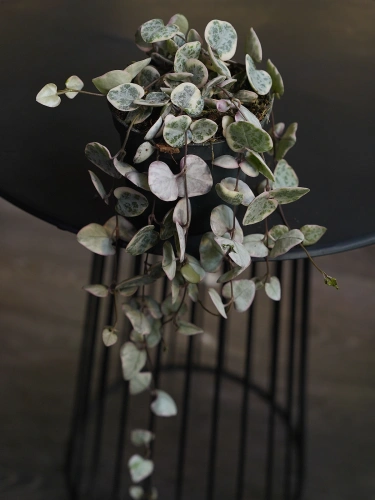 Ceropegia woodii 'Variegata' ⌀8,5cm