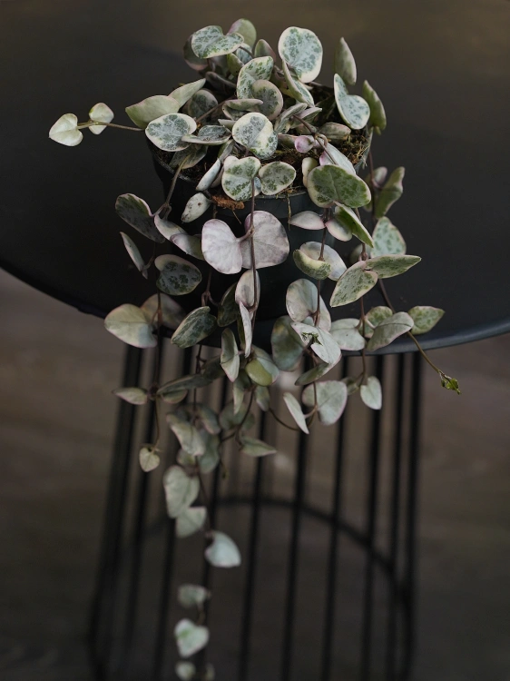 Ceropegia woodii 'Variegata' ⌀8,5cm