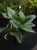 Scindapsus treubii 'Moonlight' ⌀12cm