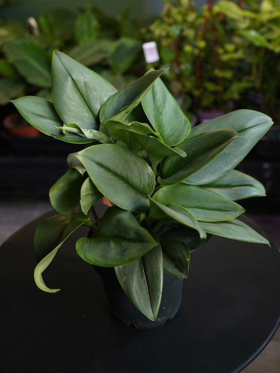 Scindapsus treubii 'Moonlight' ⌀12cm