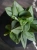 Scindapsus treubii 'Moonlight' ⌀12cm