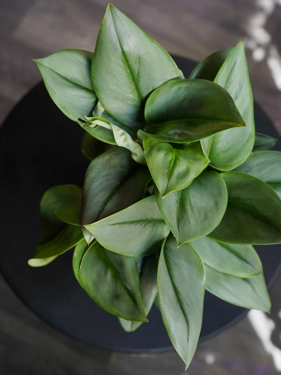 Scindapsus treubii 'Moonlight' ⌀12cm