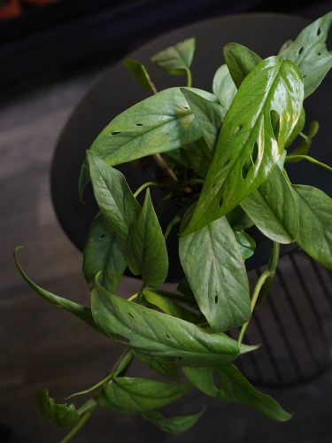 Epipremnum pinnatum 'Cebu Blue' ⌀12cm