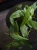 Epipremnum pinnatum 'Cebu Blue' ⌀12cm