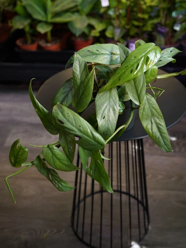 Epipremnum pinnatum 'Cebu Blue' ⌀12cm