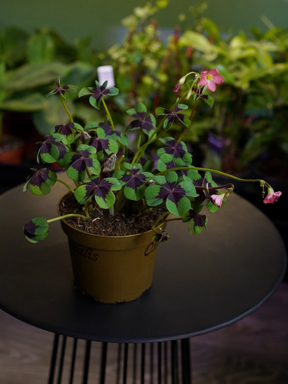Oxalis tetraphylla 'Iron Cross' Szczawik ⌀12cm