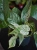 Epipremnum pinnatum 'Marble King' ⌀12cm