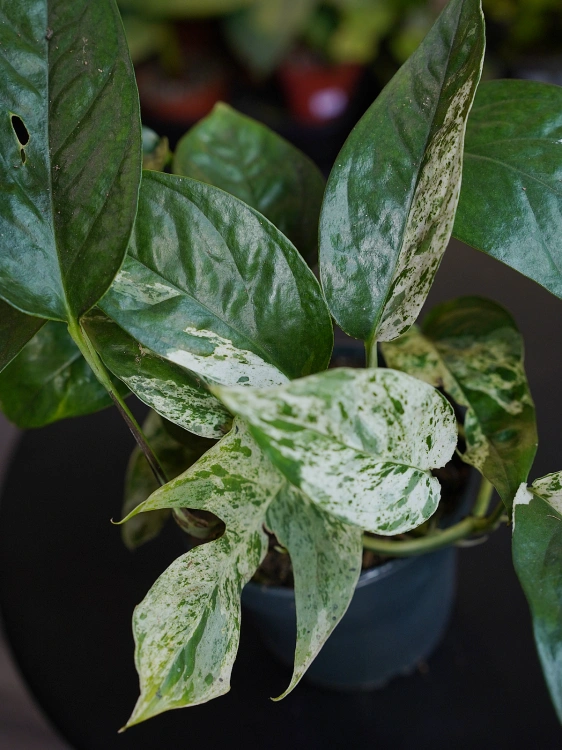Epipremnum pinnatum 'Marble King' ⌀12cm