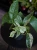 Epipremnum pinnatum 'Marble King' ⌀12cm