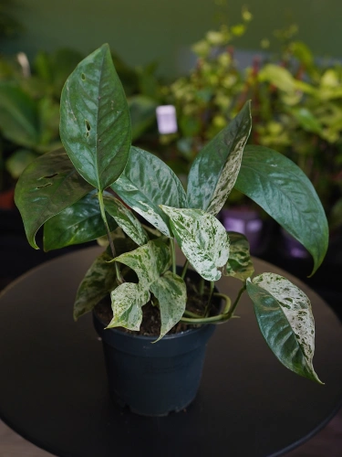 Epipremnum pinnatum 'Marble King' ⌀12cm