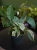 Epipremnum pinnatum 'Marble King' ⌀12cm