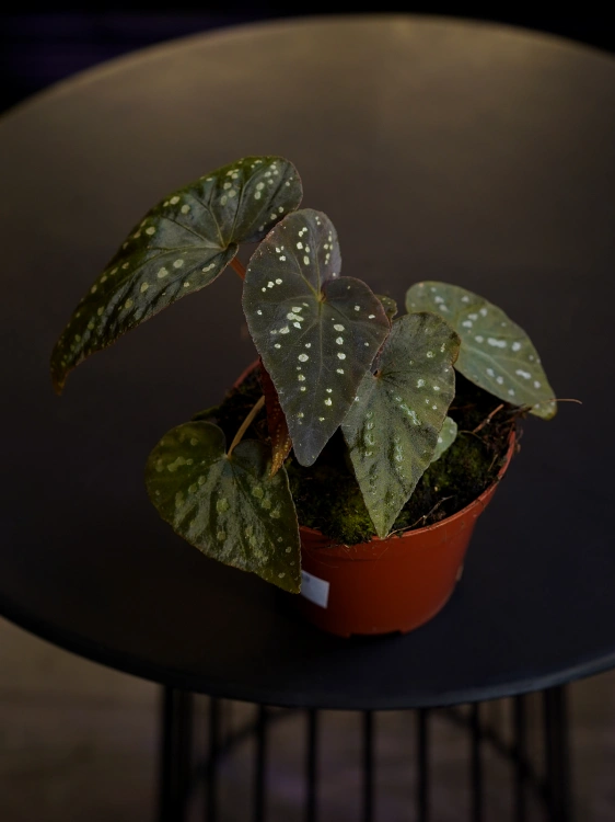 Begonia 'Pandora' ⌀8cm