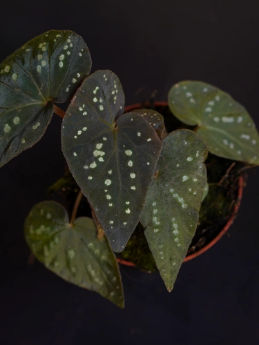 Begonia 'Pandora' ⌀8cm