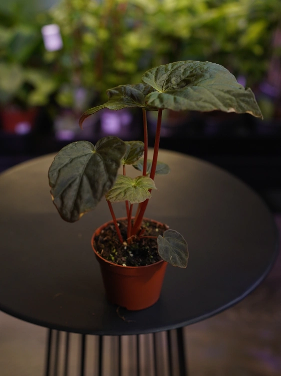 Begonia pavonina ⌀8cm