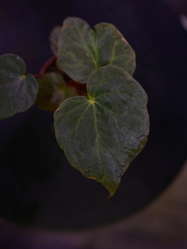 Begonia pavonina ⌀8cm