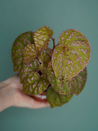 Begonia sp. Muara Wahau ⌀8cm