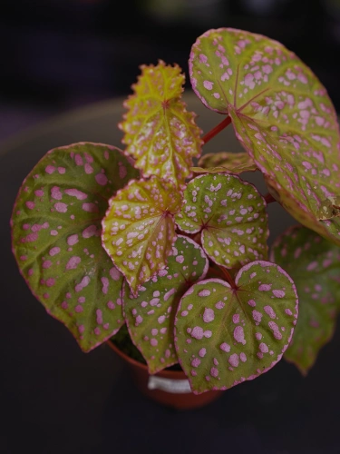 Begonia sp. Muara Wahau ⌀8cm