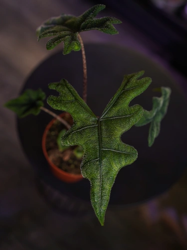 Alokazja Jacklyn ⌀12cm