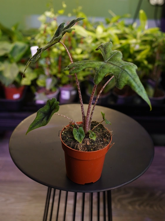 Alokazja Jacklyn ⌀12cm