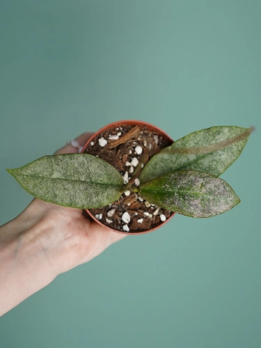Hoya mitrata 'Silver' ⌀8cm