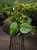 Philodendron scandens ⌀12cm