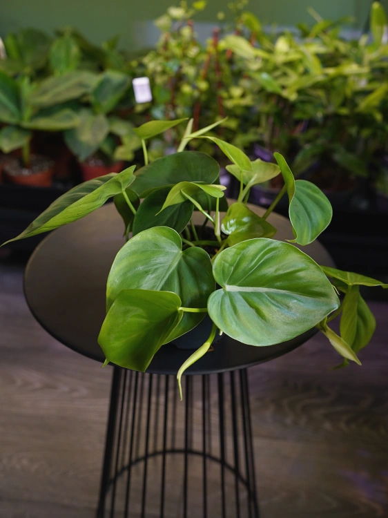Philodendron scandens ⌀12cm