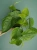 Philodendron scandens ⌀12cm
