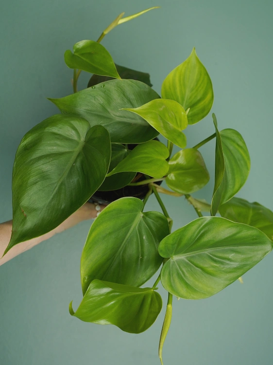 Philodendron scandens ⌀12cm