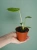 Monstera deliciosa 'Bulbasaur' ⌀6cm