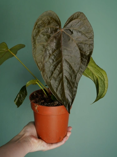 Anthurium 'Queen of Hearts' ⌀12cm