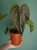 Anthurium 'Queen of Hearts' ⌀12cm