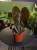 Anthurium 'Queen of Hearts' ⌀12cm