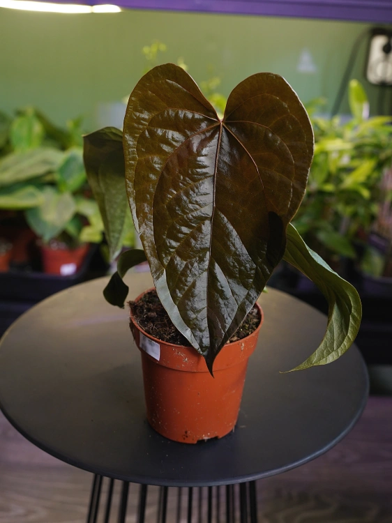 Anthurium 'Queen of Hearts' ⌀12cm