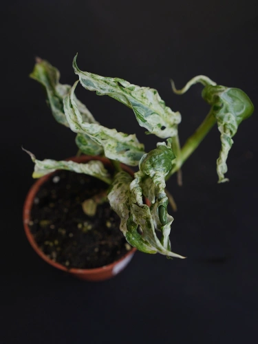 Monstera Frozen Freckles ⌀6cm