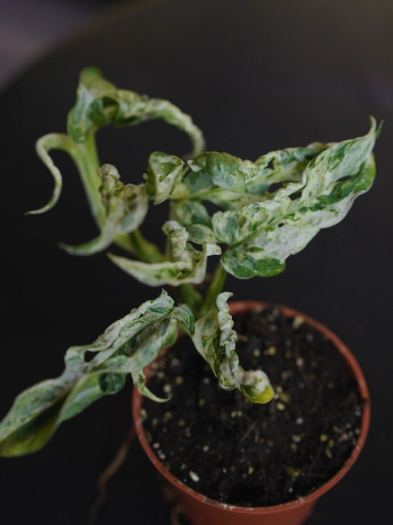 Monstera Frozen Freckles ⌀6cm