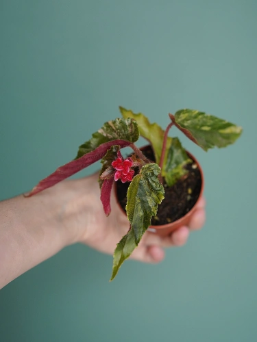 Begonia 'Ginny Galaxy Variegata' ⌀7cm