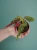 Begonia 'Ginny Galaxy Variegata' ⌀7cm