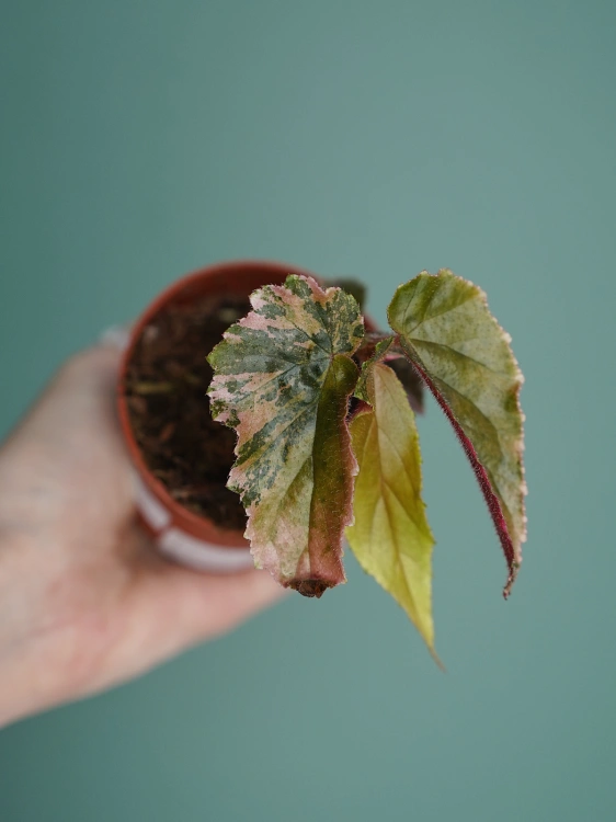 Begonia 'Ginny Galaxy Variegata' ⌀7cm